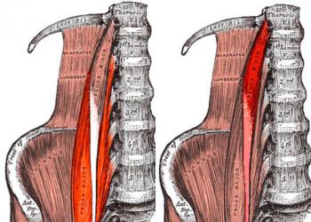 Какие основные функции подвздошно-поясничной мышцы
