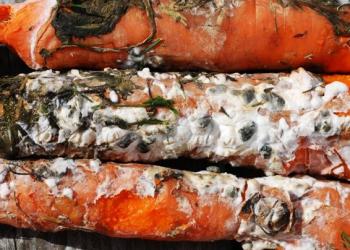 Principales maladies des carottes photo Maladies et dommages aux plantes-racines