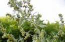 セージブラシ。 野原の苦味植物。 よもぎの薬効 よもぎ植物に関するすべての情報